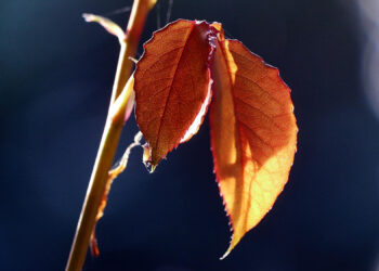 Duas folhas vermelho-alaranjadas estão presas a um caule fino, iluminadas pela luz do sol, com veias detalhadas visíveis. O fundo é escuro e desfocado, fazendo com que as folhas se destaquem nitidamente. | YogaLounge
