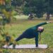 Uma pessoa pratica yoga e saúde cerebral ao ar livre em um tapete, fazendo uma pose de ângulo lateral com um braço estendido acima da cabeça, cercada por grama, árvores e folhas de outono espalhadas. | YogaLounge