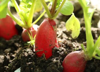 Rabanetes vermelhos brilhantes crescendo em solo escuro e rico, com a parte superior das folhas verdes parcialmente visível, banhados pela luz natural do sol. | YogaLounge